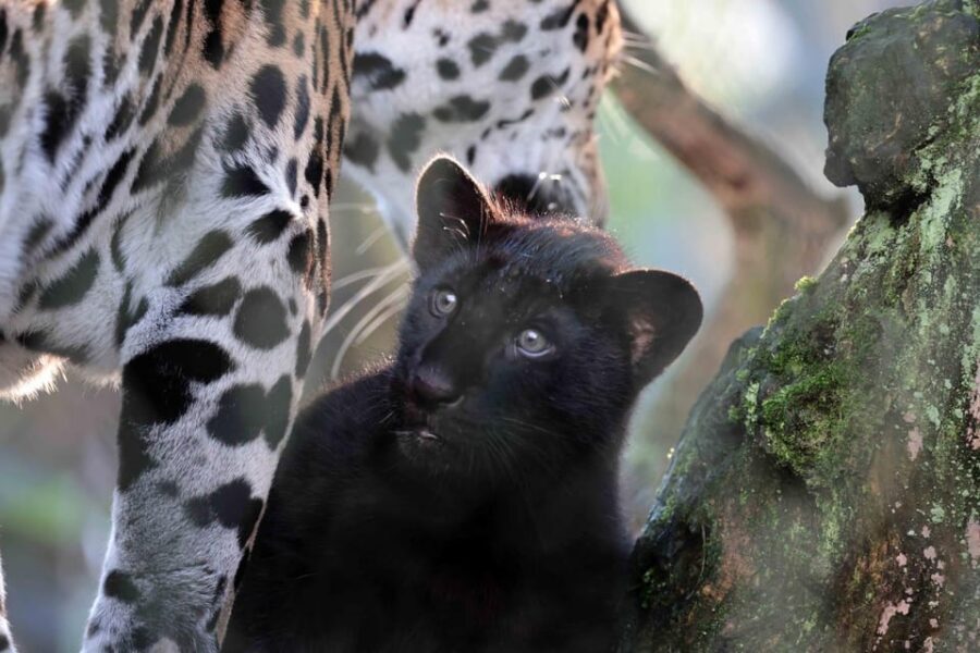 Amsterdam: Artis Royal Zoo & ARTIS-Micropia Combo Ticket - Key highlights you’ll feel right away