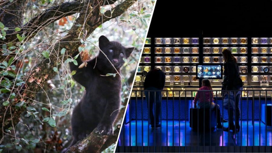 Amsterdam: Artis Royal Zoo & ARTIS-Micropia Combo Ticket - ARTIS Amsterdam Royal Zoo: historic grounds with modern animal viewing