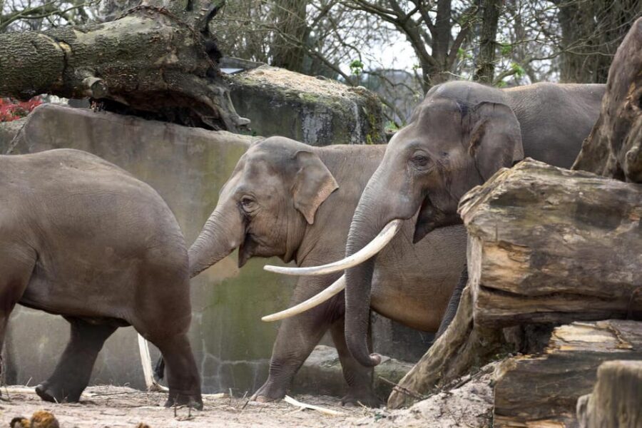 Amsterdam: Artis Royal Zoo & ARTIS-Micropia Combo Ticket - Planetarium included: space time inside the zoo day