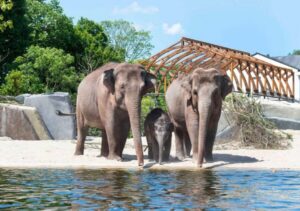 Amsterdam: ARTIS Royal Zoo Entry Ticket - Getting there without stress: tram and metro tips