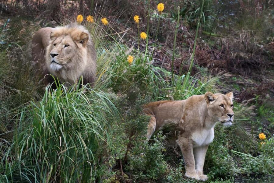 Amsterdam: ARTIS Royal Zoo Entry Ticket - The animal highlights that make ARTIS feel special