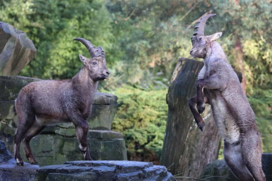 Amsterdam: ARTIS Royal Zoo Entry Ticket - Botanical garden and historic park vibes (without trying too hard)