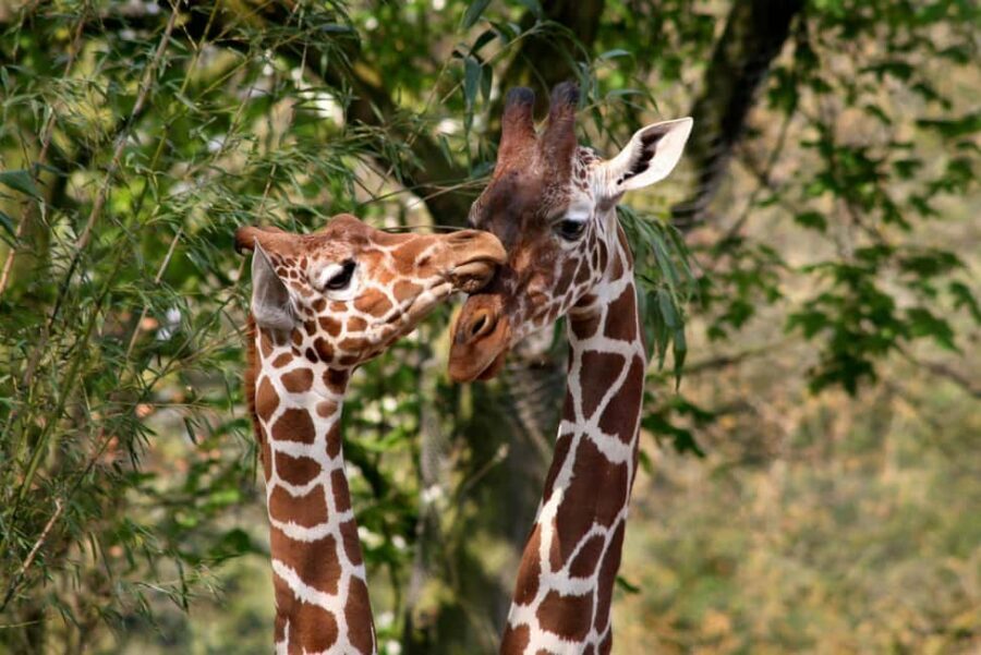 Amsterdam: ARTIS Royal Zoo Entry Ticket - Ticket value: what $20 buys in real-world time