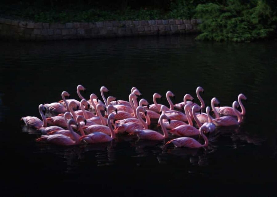 Amsterdam: ARTIS Royal Zoo Entry Ticket - Food, breaks, and pacing so you don’t burn out