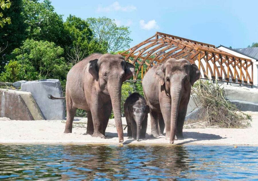 Amsterdam: ARTIS Royal Zoo Entry Ticket - Getting there without stress: tram and metro tips