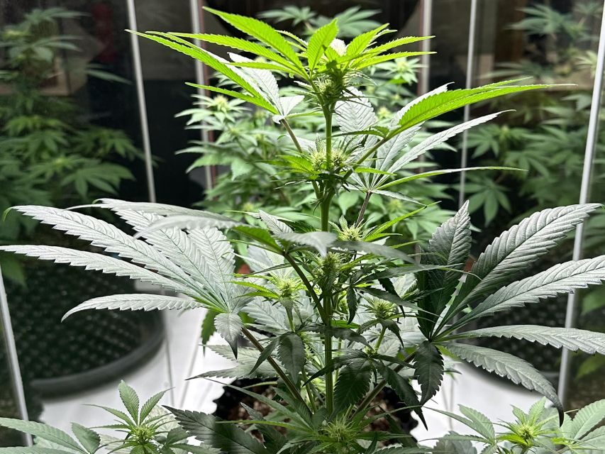 Amsterdam: Cannabis Museum Entry Ticket - Myths, propaganda, and the Dutch way of smoking—how they frame it