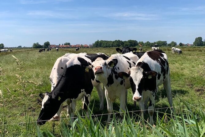 Amsterdam Countryside Bike and Kayak Tour - Who this tour fits best (and who should look twice)