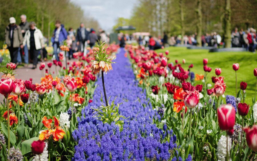 Amsterdam: Day Tour Keukenhof and Zaanse Schans Windmills - The return to Amsterdam: frequent buses, real-life timing