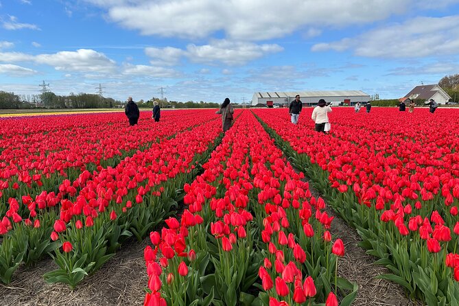 Amsterdam: Day trip to Tulip Farm, Keukenhof + Windmill Cruise - A one-day route that hits the flower season hard