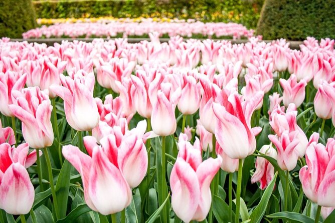 Amsterdam: Keukenhof Entry & Shuttle Bus with Flexible Return - Keukenhof at your pace: how long you can actually stay
