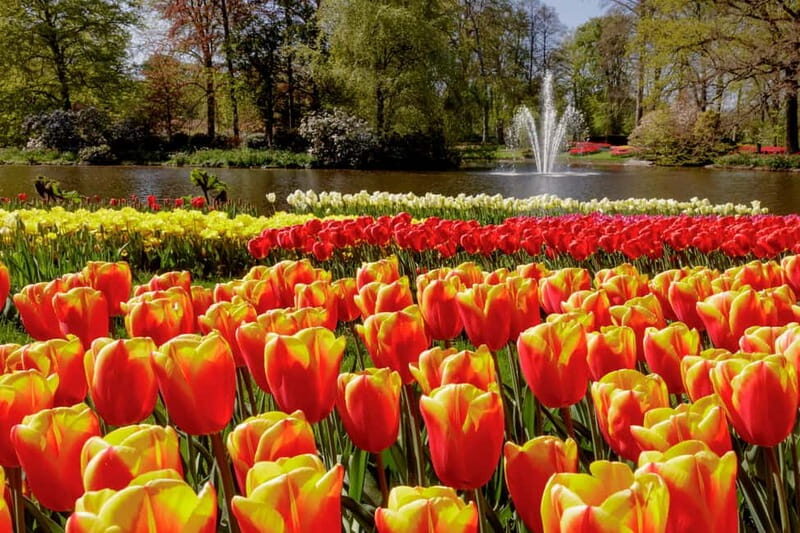 Amsterdam: Keukenhof Ticket and Roundtrip Shuttle Transfer - Price value: is $40 reasonable for this mix of transport + entry?