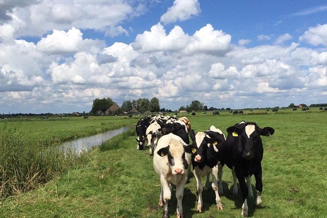 Amsterdam's Countryside Half-Day Bike Tour in Small Group - Why Waterland feels like the real Netherlands