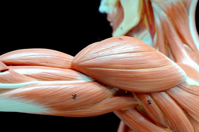 Body Worlds Amsterdam Admission Ticket - What you’ll love (and what to watch for)