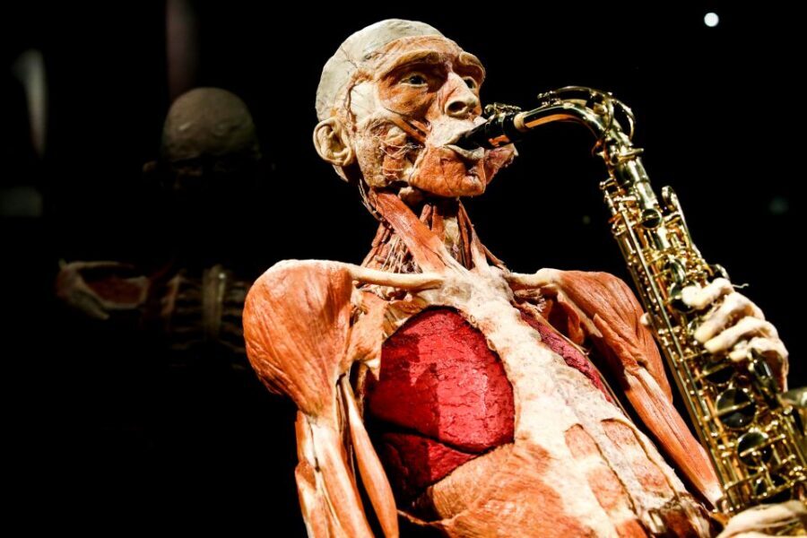 Body Worlds Amsterdam: The Happiness Project Ticket - Plastinated humans and interactive stations that make it stick