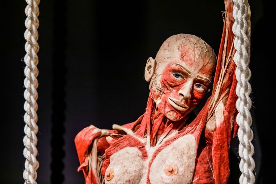 Body Worlds Amsterdam: The Happiness Project Ticket - The science of happiness: what you can actually take home