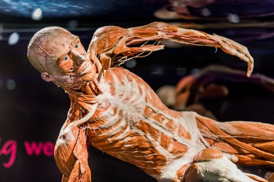 Body Worlds Amsterdam: The Happiness Project Ticket - Where this fits in your Amsterdam day (and where it doesn’t)