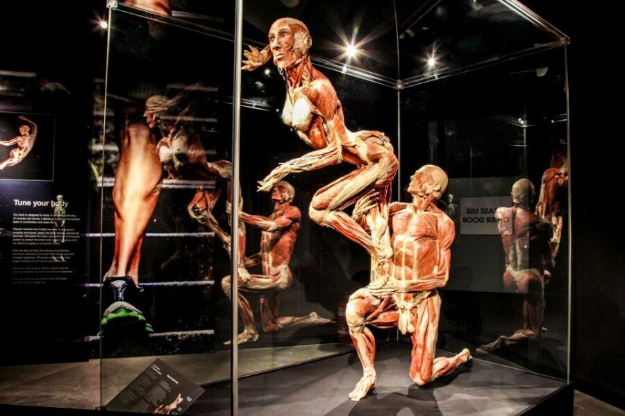 Body Worlds Amsterdam: The Happiness Project Ticket - Practical tips: how to make the ticket feel smooth