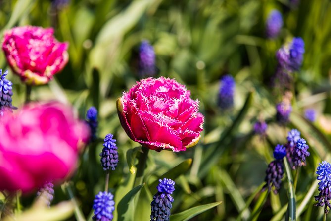 From Amsterdam: Keukenhof Gardens Ticket and Transfer - Timing and Season Strategy: Avoiding the Late-Season Letdown
