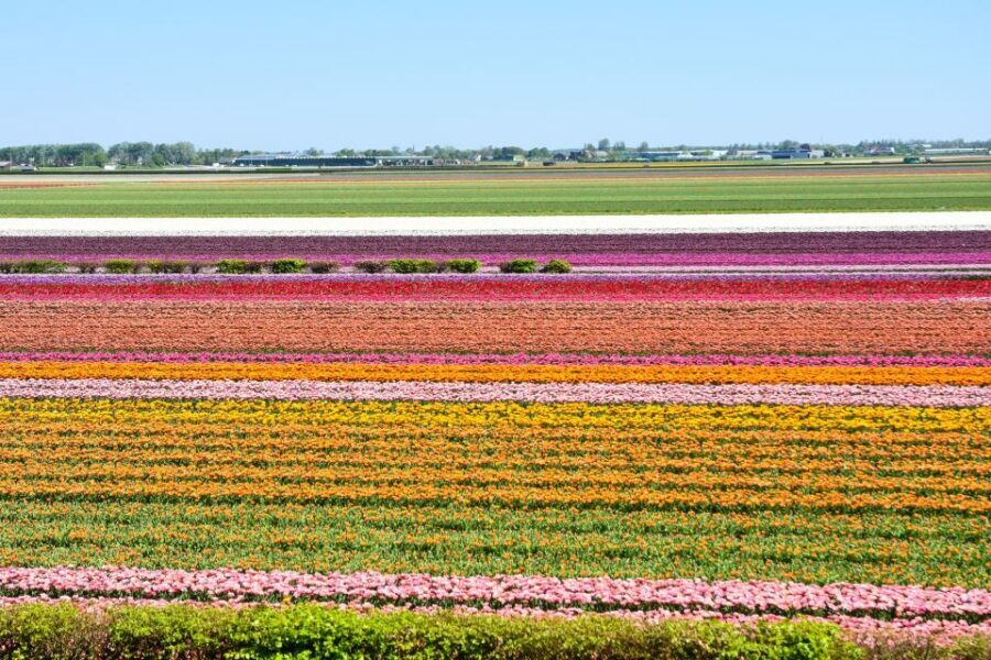 From Amsterdam: Keukenhof Gardens & Tulip Experience Tour - Key points that make this tour work for tulip season