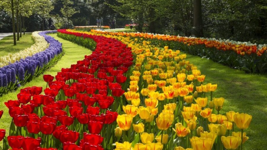 From Amsterdam: Keukenhof Gardens & Tulip Experience Tour - Should you book this Keukenhof and Tulip Experience tour?