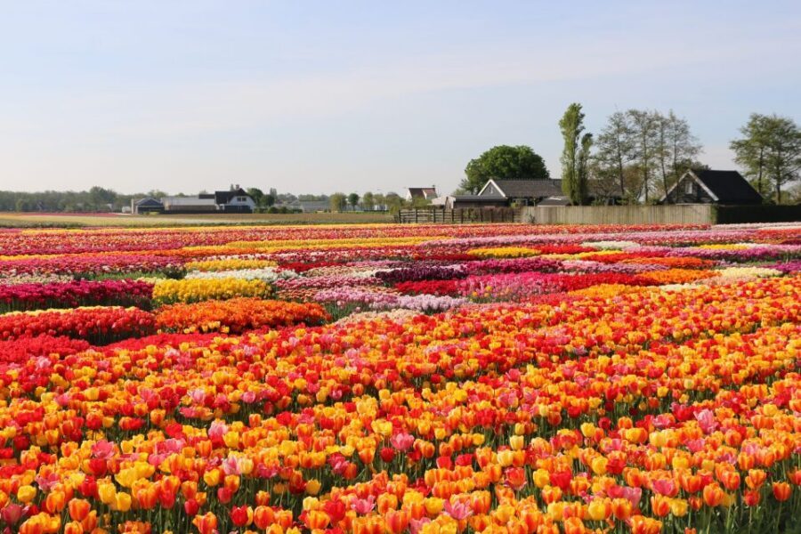 From Amsterdam: Keukenhof Gardens & Tulip Experience Tour - Meeting at Stationsplein 4: how this Amsterdam-to-Keukenhof day starts