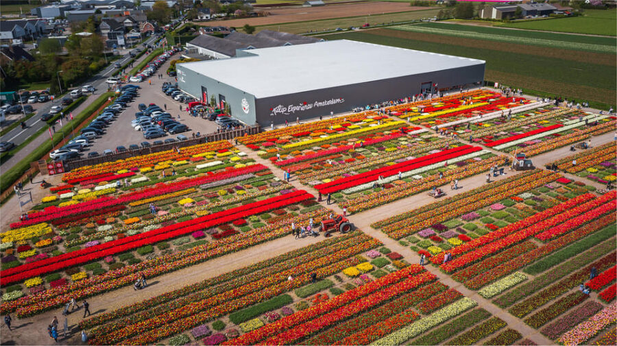 From Amsterdam: Keukenhof Gardens & Tulip Experience Tour - Unlimited tulip-field photos: how to get great shots without stressing the group