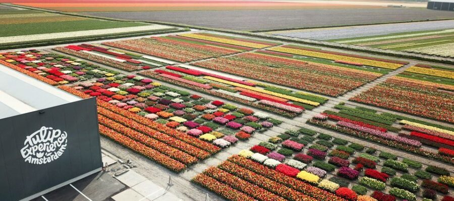 From Amsterdam: Keukenhof Gardens & Tulip Experience Tour - Keukenhof Gardens with 3.17 hours: what that time really means