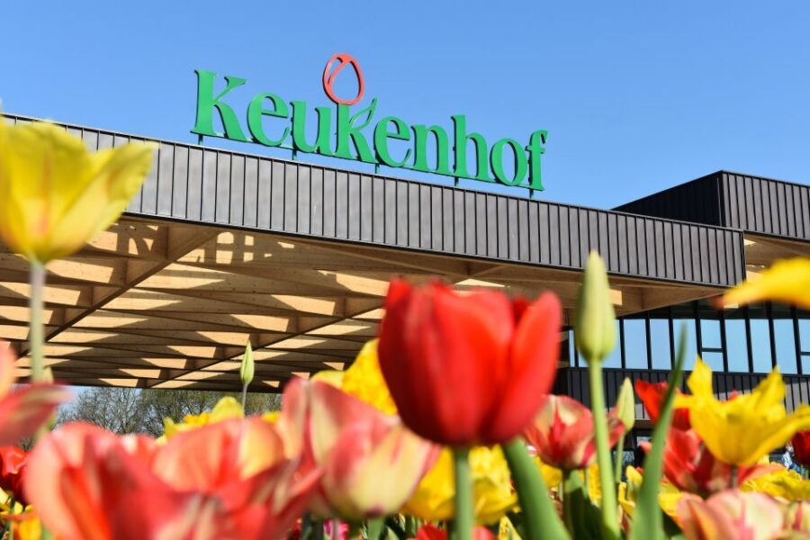 From Amsterdam: Keukenhof Gardens & Tulip Experience Tour - Who this Amsterdam tulip day trip suits best