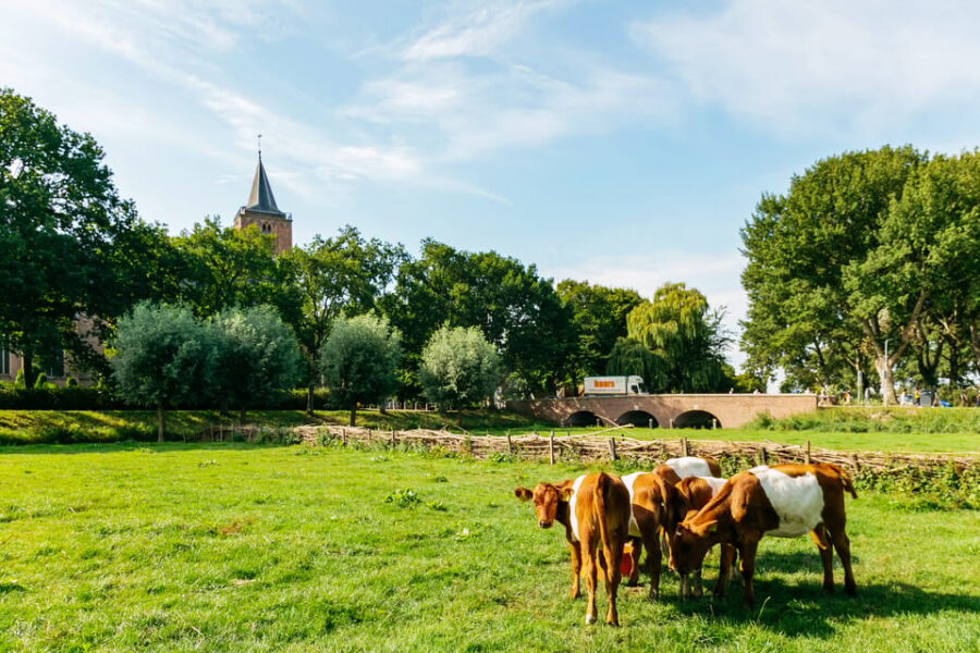 From Amsterdam: Zaanse Schans, Edam, & Marken Full-Day Trip - Simonehoeve cheese-making + clogs near Volendam: the hands-on parts (and how to enjoy them)