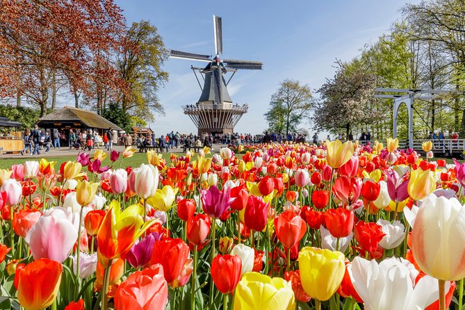 Keukenhof Gardens & Tulip Experience Tour from Amsterdam - Meeting Point, Start Time, and the Coach Reality Check
