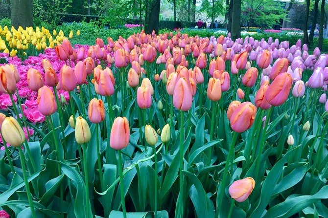 Keukenhof's Tulips and Windmills Small-Group Tour from Amsterdam - Price and logistics: is $133.08 good value?
