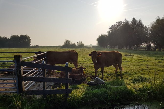 Zaanse Schans and Volendam Private Tour – Clogs, Cheese and More - Stop 4: Volendam for harbor walks and easy lunch options
